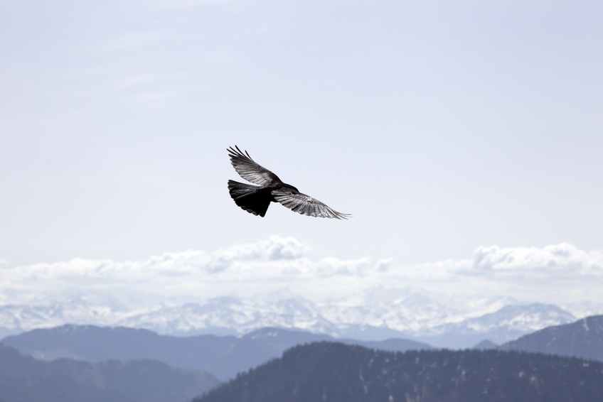 alpendohle im flug